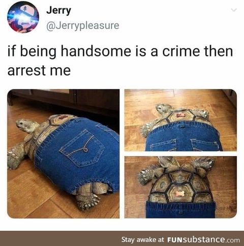 If a tortoise wore pants