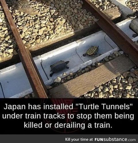 Save the turtles