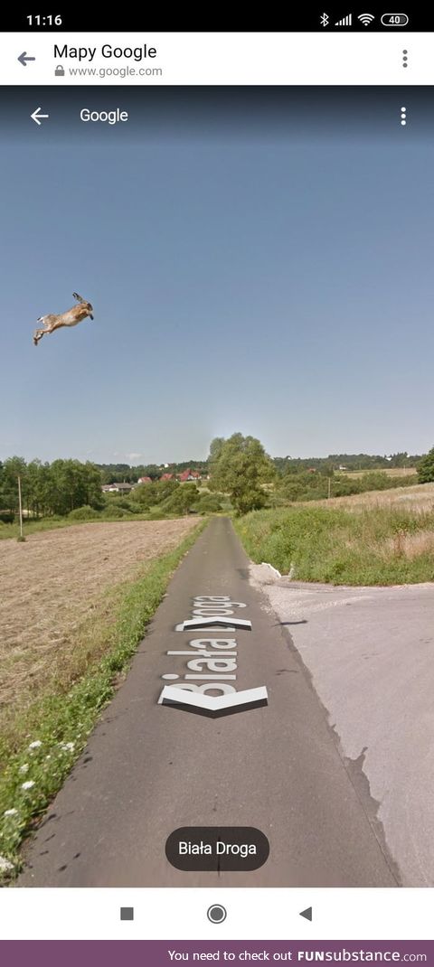 This hare caught on google street