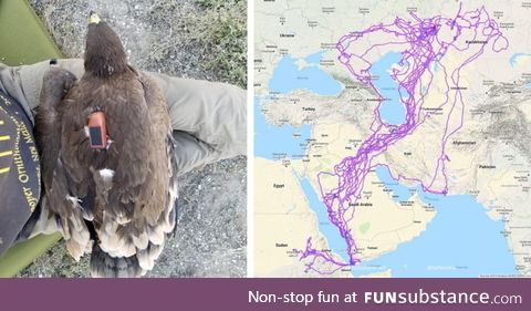 This map of an eagle's migration over 20 years