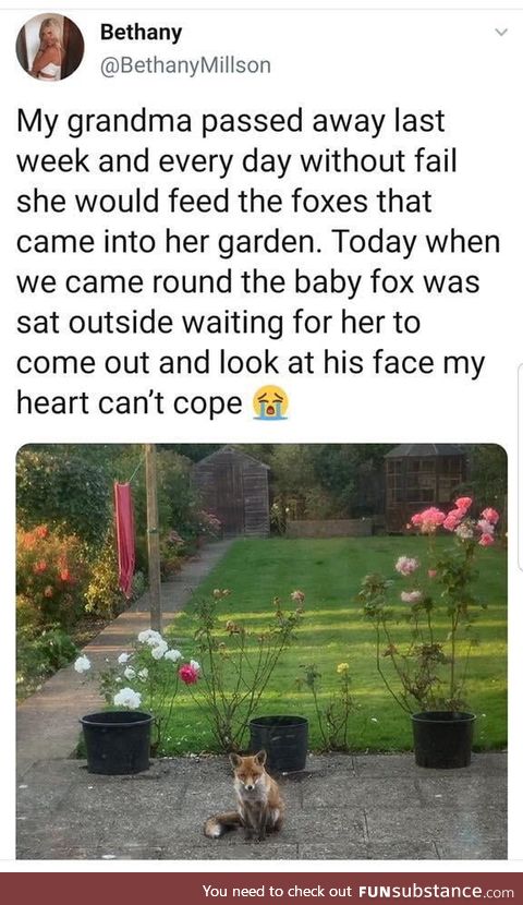 A grandma as wholesome as this family of foxes