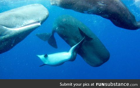 Sperm whales adopt lonely, deformed bottlenose dolphin