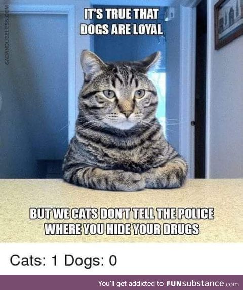 Cats are superior