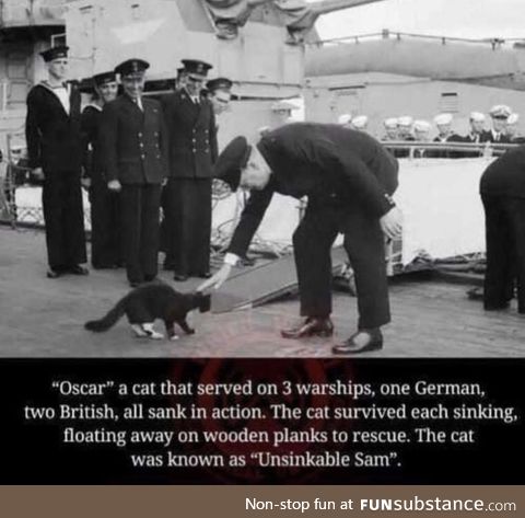 Maybe let's not involve cats in our wars...?