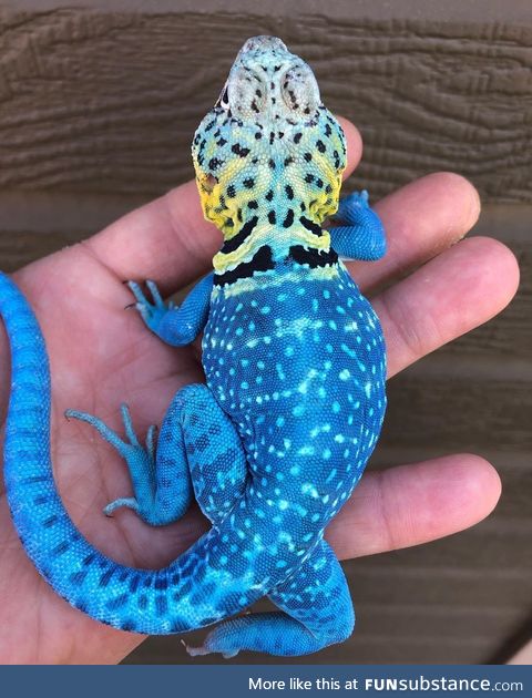 Blazing blue [b]lizard