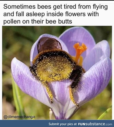 Is it just me or are bees super cute?