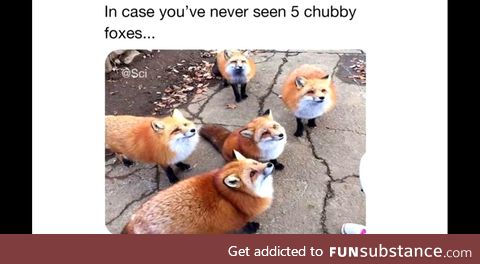 5 chubby foxes