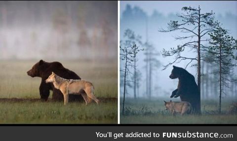 Photographer documented the friendship between a grey wolf and a brown Bear