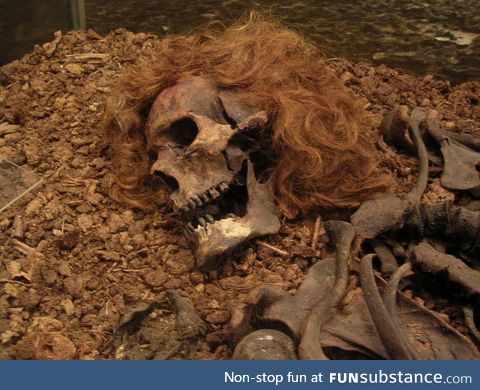 The "Bocksten man" bog body. The skeleton of a man who died around 700 years