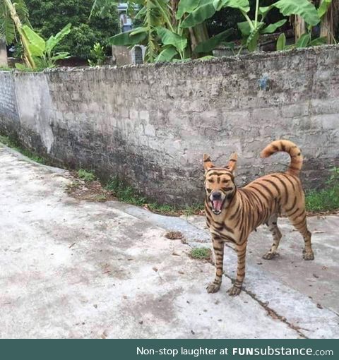 Selling my tiger, sometimes he's barks, because he is bilingual