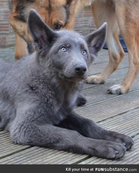 Blue German Shepherd pup