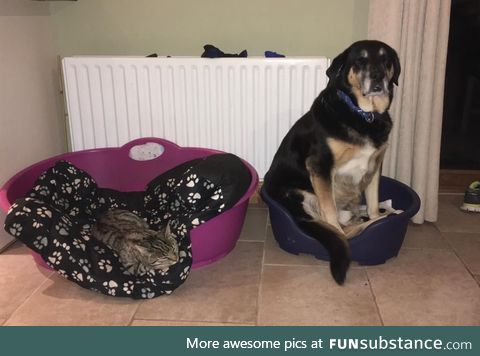 My cat kicks my poor boy out of his bed and into hers. His face says it all lol