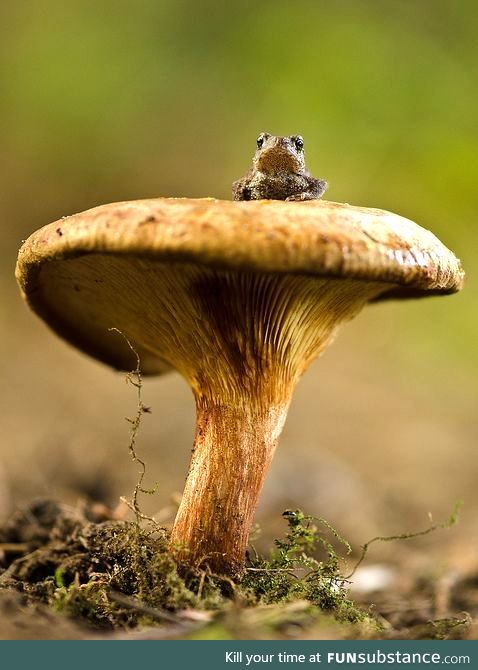 Froggo (not so) Fun #4 - Mushroom War