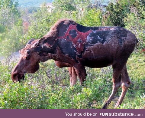 Moose struck by lightning