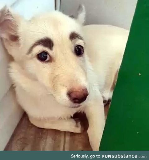 This dog got real eyebrows!