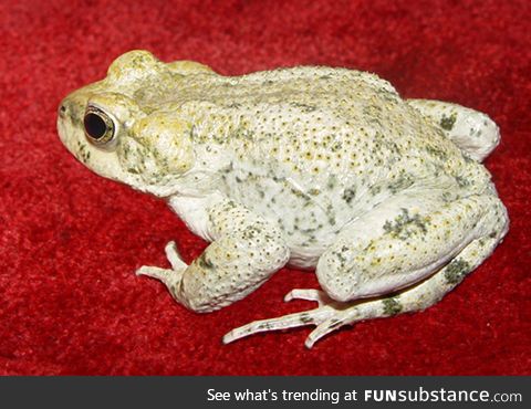 Froggo Fren #80 - Iranian Earless Toad