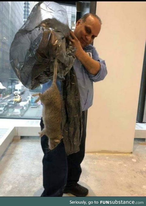 This New York rat