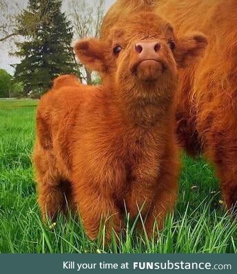 Adorable Scottish Highland calf demands a boop