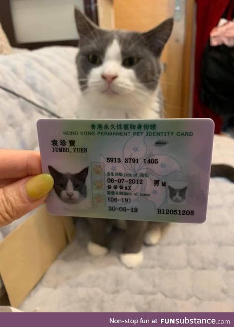 In Honk Kong, pets have their own ID cards