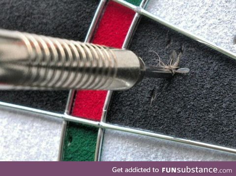 This mosquito getting hit by a dart