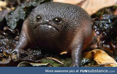 Froggo Fren #81 - Black Rain Frog