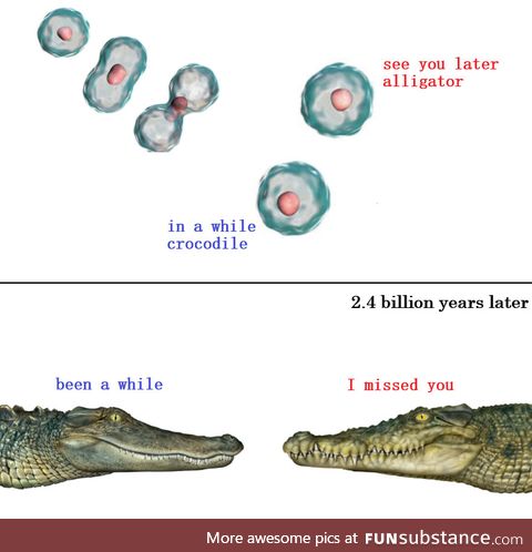 Alligator - crocodile: An origin story