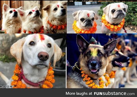 It's KUKU TIHAR today, festival in nepal when dogs are worshipped. May the DOG be