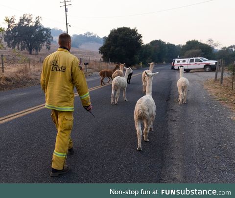 California firefighter herding a gaggle of Alpacas to safety