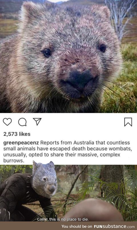 Black Wombat