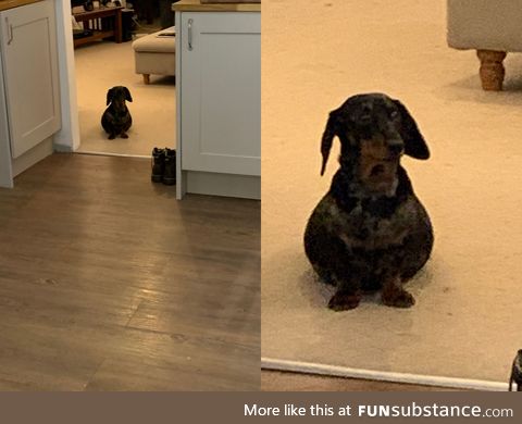 Pregnant dachshund is R O T U N D