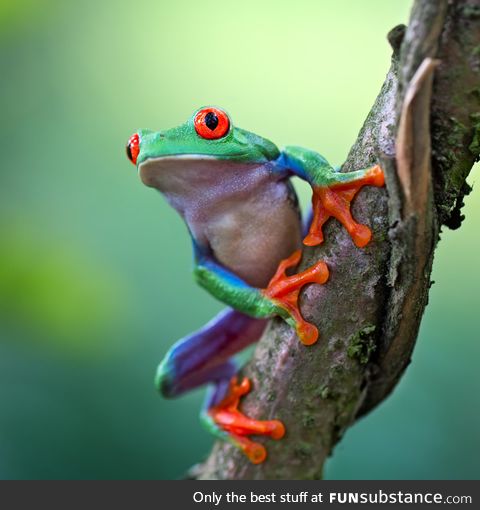 Froggo Fren #82 - Red-Eyed Treefrog