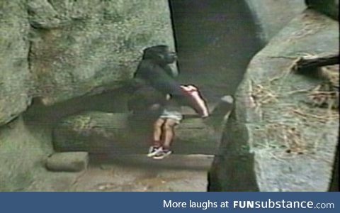 In 1996 at Brookfield Zoo, Illinois, a 3 year old boy fell into the gorilla enclosure