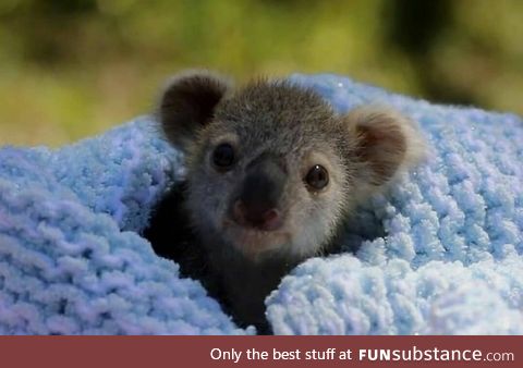 Baby Koala (Too Cute for it's own good)
