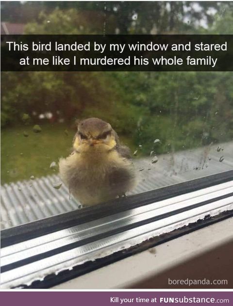Nice birdy
