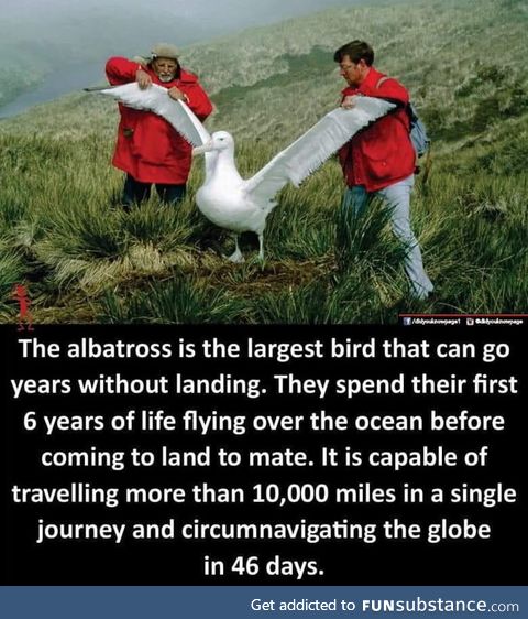 Some albatross facts