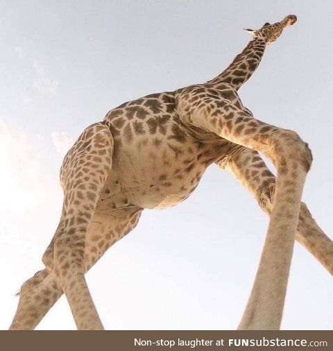 A future Mamá Giraffe