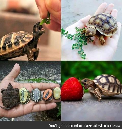 Love Turtles