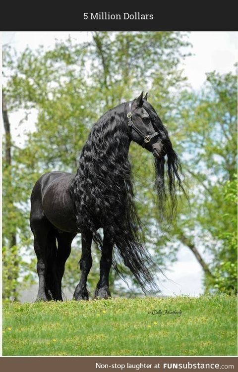 Friesian,  is the prettiest and more expensive Arabic horse.