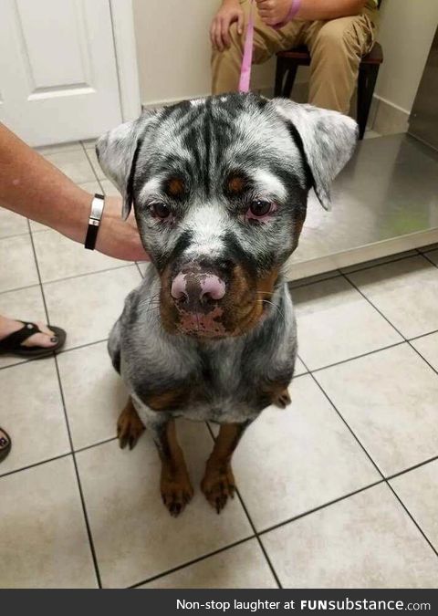 Rottweiler with Vitiligo