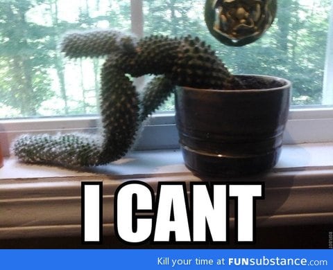 Cactus gives up