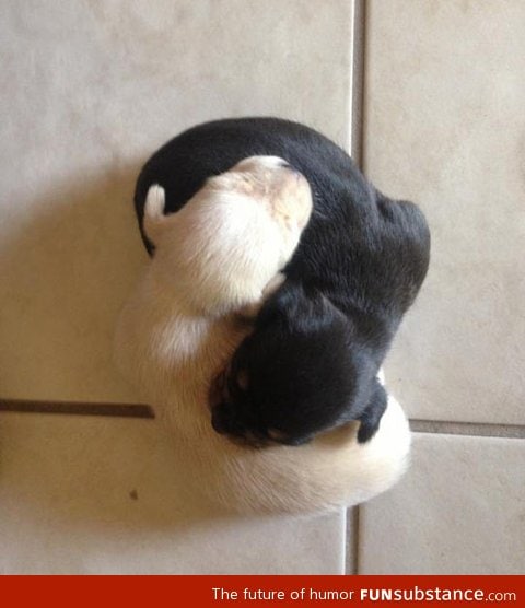 Yin and yang puppies