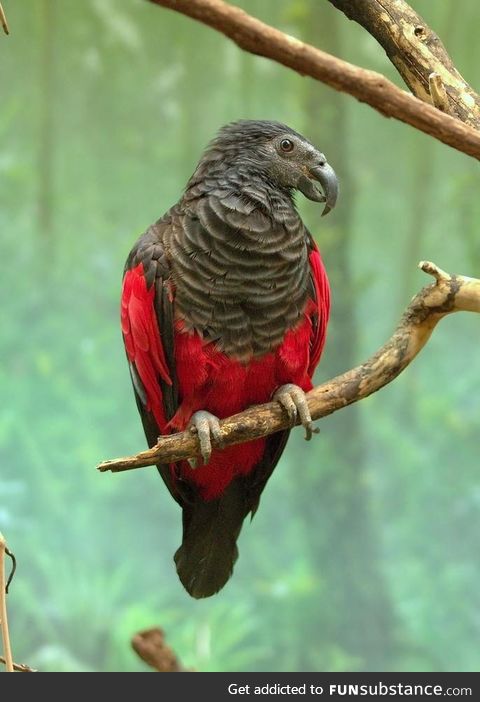 The Dracula Parrot Is Scary And Beautiful All At Once