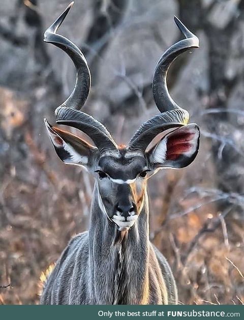 El imponente Antílope kudú  