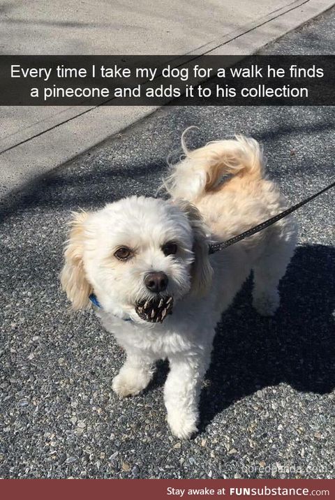 Dog with pine cone