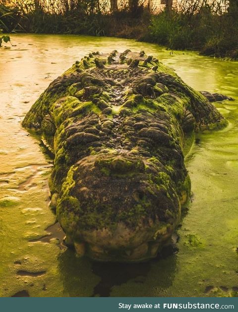 Croc life