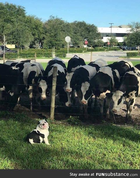 Heckin Smol Mooer