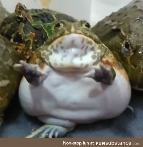 Froggo Fun #38 - Big Froggus