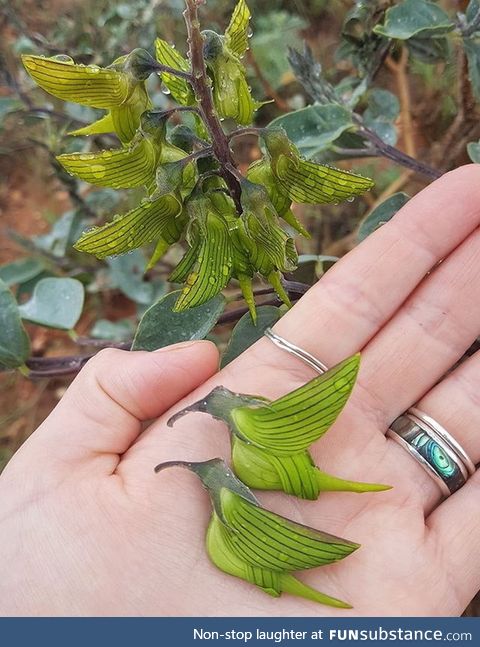 This is the Green birdflower native to Australia and its flowers are shaped like humming