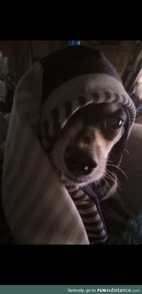My dog Mia is sick of this cold bullsh*t she wants summer already