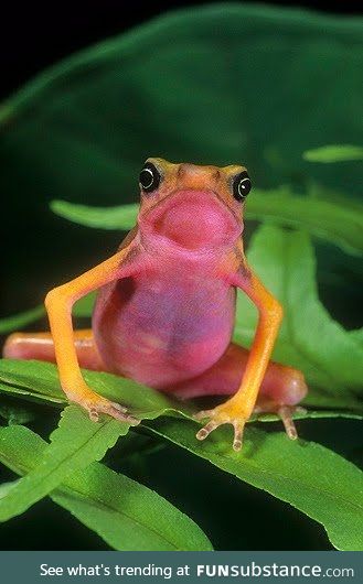 Froggo Fren #87 - Cayenne Stubfoot Toad